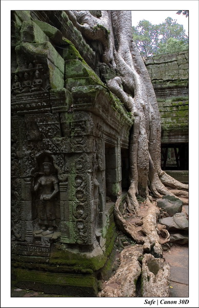 2006 - 07 - Temple angkor - Ta Prohm 08